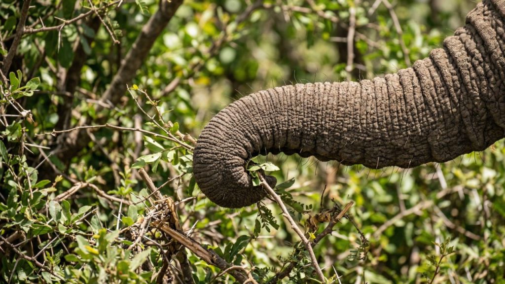 Cientistas descobrem que a tromba do elefante abriga um sistema sensorial único: 1.000 vibrissas com "inteligência material" que funcionam como um mapa tátil integrado