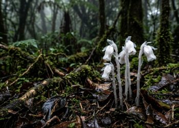 A flor do submundo avistada! Uma grande área com orquídeas-fantasma raras surge em Parque Nacional, estimada em pelo menos 400 plantas