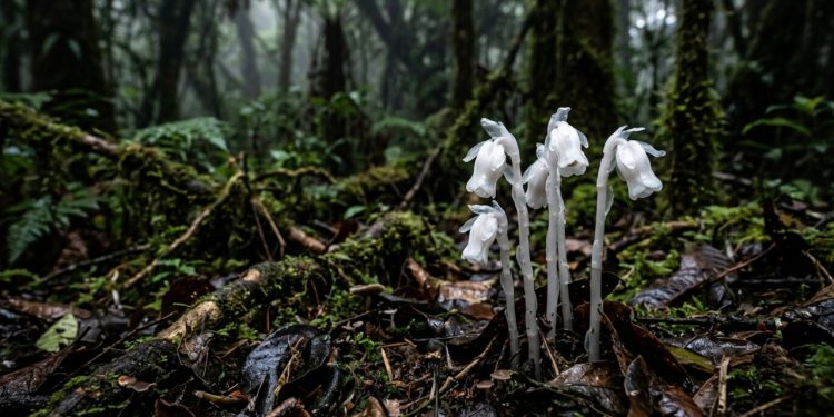 A flor do submundo avistada! Uma grande área com orquídeas-fantasma raras surge em Parque Nacional, estimada em pelo menos 400 plantas