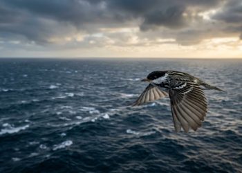 Sem comida ou descanso, um pássaro pesando 12 gramas atravessa dois continentes e um oceano em uma única jornada