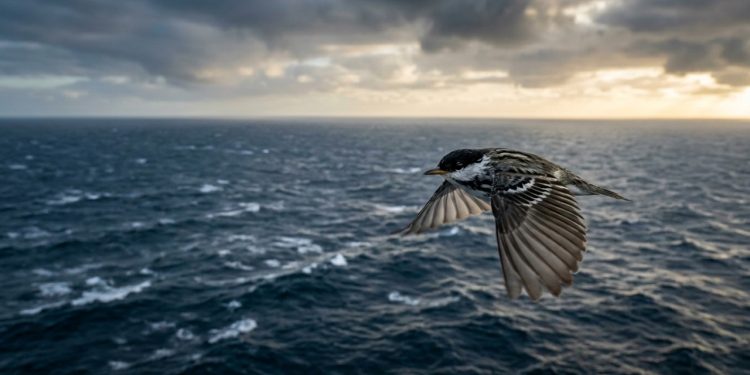 Sem comida ou descanso, um pássaro pesando 12 gramas atravessa dois continentes e um oceano em uma única jornada