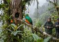 Nas regiões mais profundas dos Andes, um grande grupo de aves começou a fazer algo que os cientistas nunca tinham visto antes
