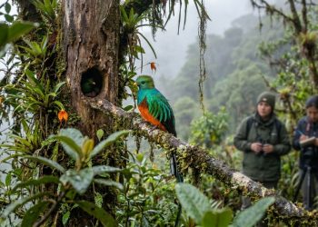 Nas regiões mais profundas dos Andes, um grande grupo de aves começou a fazer algo que os cientistas nunca tinham visto antes