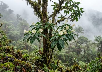 Após duas décadas de pesquisa, um novo gênero de árvore andina fundamental para a ciência foi descoberto na América do Sul