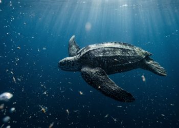 Sem parar ou beber água, uma tartaruga pesando 400 gramas nada por semanas seguidas atravessando um oceano inteiro em uma única temporada