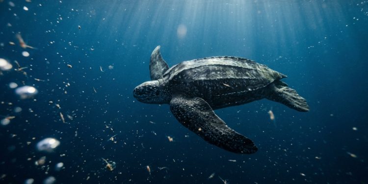 Sem parar ou beber água, uma tartaruga pesando 400 gramas nada por semanas seguidas atravessando um oceano inteiro em uma única temporada