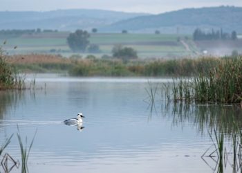 Pela primeira vez no norte: a ave que havia sido observada apenas 5 vezes na história retornou após 40 anos