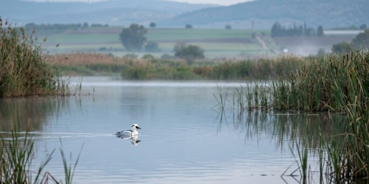 Pela primeira vez no norte: a ave que havia sido observada apenas 5 vezes na história retornou após 40 anos