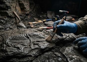 Descoberta revela a impressão de ânus mais antiga do mundo com 295 milhões de anos