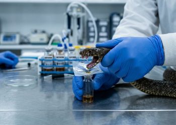 Essa espécie de cobra cospe veneno suficiente para matar 400 pessoas de uma só vez