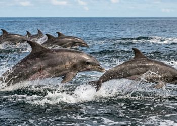 O lado sombrio dos golfinhos: eles caçam fêmeas, formam grupos e até ficam bêbados