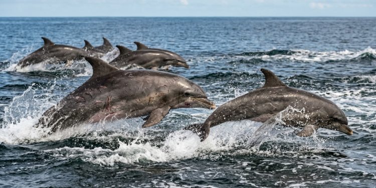 O lado sombrio dos golfinhos: eles caçam fêmeas, formam grupos e até ficam bêbados