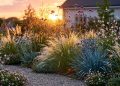 13 plantas que capturam a luz do sol e transformam canteiros comuns em paisagens que brilham ao entardecer