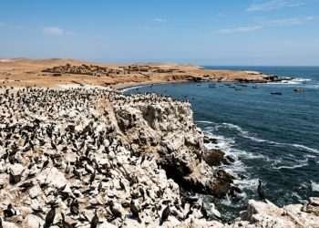 Há 500 anos toneladas de fezes de pássaros criaram um poderoso reino sul-americano