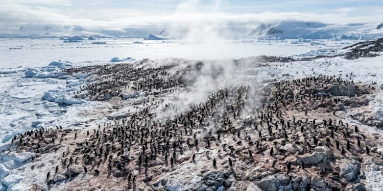 Um novo estudo descobriu que a amônia liberada pelas fezes dos pinguins na Antártida contribui significativamente para a formação de nuvens