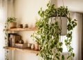 A planta com folhas em formato de coração que cresce em cascatas, cabe em qualquer cantinho da casa e sobrevive até na mão dos mais esquecidos