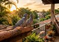 Se você ouvir pombos cantando na sua casa ou jardim durante o dia, nós explicamos o que isso significa e por que é bom