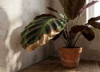 As 6 causas mais comuns das folhas com pontas secas das plantas e o que fazer em cada caso