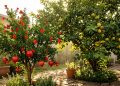 As árvores que transformam quintais pequenos em pomares com flores perfumadas e frutos cheios de vitaminas