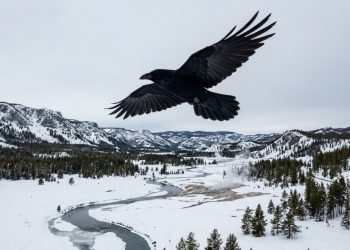 Os corvos de Yellowstone não seguem os lobos para encontrar comida, e a ciência provou isso com GPS