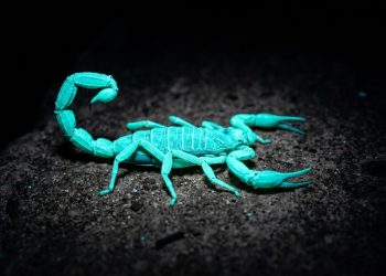 Como espantar escorpiões usando sua maior fraqueza