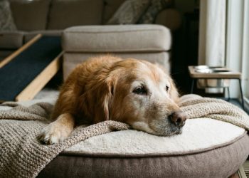 Dormir mais, hesitar antes de pular, desorientar-se em casa: quando esses sinais aparecem, seu pet está envelhecendo