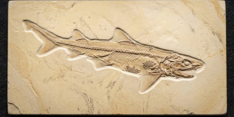 Um tubarão fóssil de aproximadamente 150 milhões de anos está desafiando o que se sabe sobre a evolução dos tubarões modernos