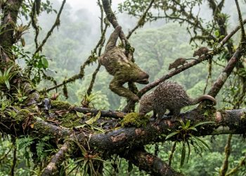 Os pesquisadores passaram dois meses documentando a floresta e descobriram algo muito especial ali