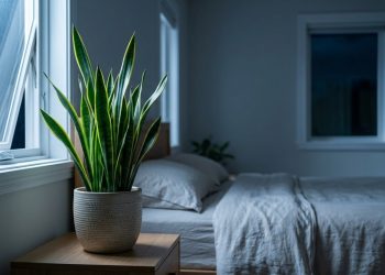 A planta de interior que libera oxigênio à noite, melhora o sono e ajuda a purificar o ar do quarto sem dar trabalho