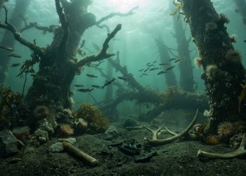A floresta submersa sob o Mar do Norte que floresceu 16.000 anos antes do previsto e escondia o DNA de uma espécie extinta há 400 mil anos