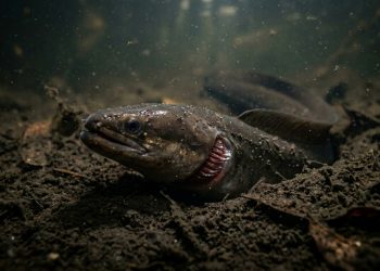 As enguias são cobras ou peixes? Eis a resposta científica