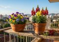 Seis flores compactas que perfumam, colorem e prosperam em vasos