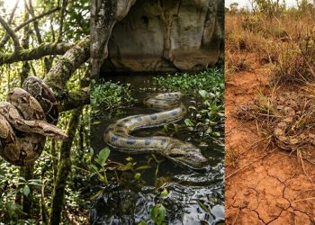 Uma que vive na água, outra que sobe em muros: a ciência explica por que jiboia e sucuri não são o mesmo animal