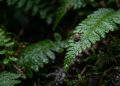 Seis plantas comuns em jardins que criam o clima ideal para carrapatos