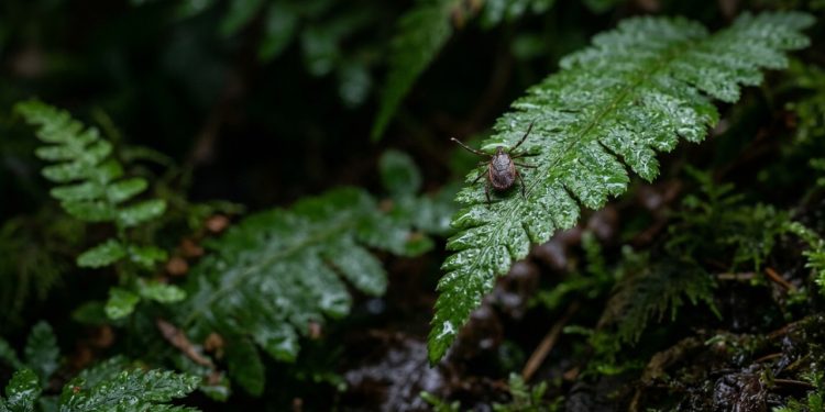 Você sabia que algumas plantas do seu jardim podem estar atraindo carrapatos sem você perceber?