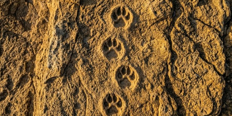 Pegadas de tigres-da-tasmânia com 120.000 anos são encontradas em dunas petrificadas na costa sul da Austrália