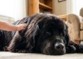 As 10 raças de cães perfeitas para quem quer ter um bichinho sem abrir mão da tranquilidade em casa