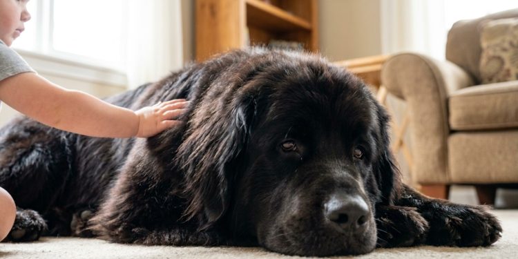 Close de criança acariciando um cão Terra Nova calmo e protetor