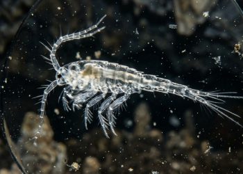 Mergulhadores entraram em uma caverna de maré nas Bermudas e encontraram uma criatura segmentada à espreita na escuridão