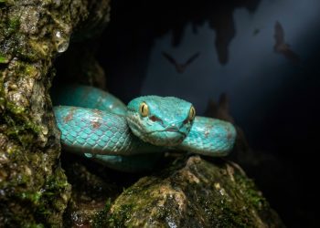 Cientistas desvendaram 11 novas espécies escondidas nas cavernas do Camboja que evoluíram separadas do mundo por milênios