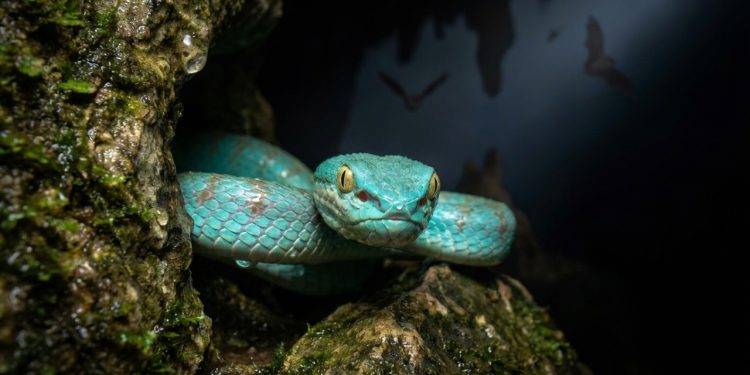 Foi exatamente isso que uma expedição encontrou nas cavernas do Camboja: ao menos 11 novas espécies de répteis, caracóis e milípedes que evoluíram isoladas do resto do mundo