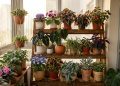 16 plantas com folhas aveludadas que encantam pelo toque e deixam o ambiente mais aconchegante
