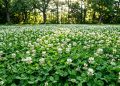 Não corte mais o jardim toda semana: esta planta substitui a grama, fixa nitrogênio no solo e atrai polinizadores