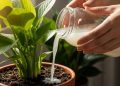 Basta despejar um pouco de água de arroz na terra e as plantas ficarão mais bonitas