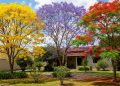 3 tipos de árvores para o jardim em frente à sua casa que realçam a beleza durante todo o ano