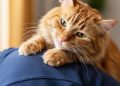 O que significa quando seu gato amassa pãozinho em você? Descubra o motivo desse comportamento curioso