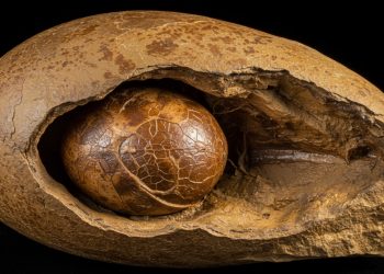 Descoberta importante em fóssil de 250 milhões de anos: o início da vida de nossos ancestrais era completamente diferente do de hoje