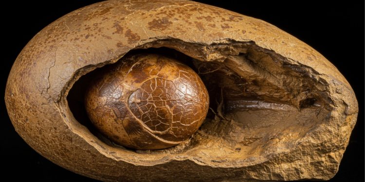 Descoberta importante em fóssil de 250 milhões de anos: o início da vida de nossos ancestrais era completamente diferente do de hoje