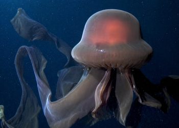 O animal filmado a 250 metros de profundidade no oceano que pode chegar a dimensão de um ônibus escolar