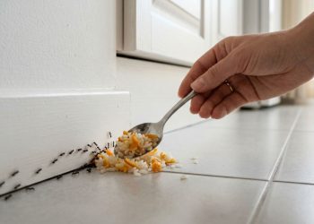 Adeus formigas: como se livrar delas com 4 ingredientes de cozinha e sem usar veneno e produtos caros